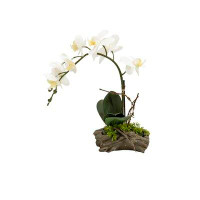 Primrue Orchid Planter