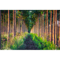 Millwood Pines Paulownia Tree Plantation - Wrapped Canvas Photograph