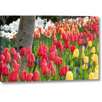 Winston Porter 'Tulip Bed I' Photographic Print on Wrapped Canvas