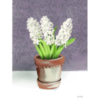 Wildon Home® House Hyacinth Plant