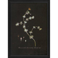 August Grove Ranunculus Divaricatus Vintage Plant Study Framed Graphic Art