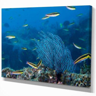 East Urban Home 'Gorgonia Coral on the Deep Blue Ocean' Photograph in Painting & Paint Supplies