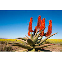 Ebern Designs A Peaceful Aloe Ferox Plant, South Africa