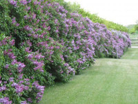 Seedlings for Hedges &amp; Privacy Screens Starting at $1.29. Free Shipping.