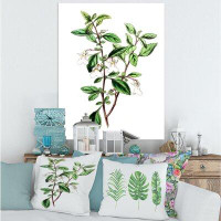East Urban Home Vintage Green Leaves Plants VII - Traditional Canvas Wall Art Print PT35471