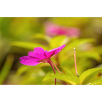 Latitude Run® Costa Rica  Monteverde Cloud Forest Reserve Pink Flower Close-Up Credit As: Cathy & Gordon Illg / Jaynes G