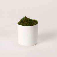 Primrue Preserved Mood Moss In Cylindrical Planter