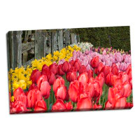 Winston Porter 'Tulip Bed II' Photographic Print on Wrapped Canvas