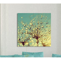 Made in Canada - Picture Perfect International 'Dewy Dandelion Flower at Sunrise Close Up' Photographic Print on Wrapped