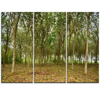 Design Art Rubber Tree Plantation during Midday - 3 Piece Photographic Print on Wrapped Canvas Set