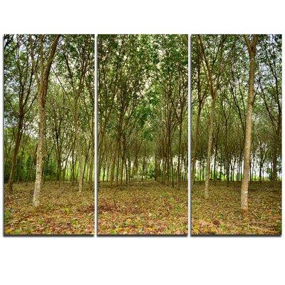 Design Art Rubber Tree Plantation during Midday - 3 Piece Photographic Print on Wrapped Canvas Set in Plants, Fertilizer & Soil