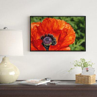 East Urban Home 'Close Up View of Red Poppy Flower' Framed Photographic Print on Wrapped Canvas