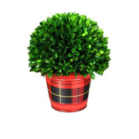 The Holiday Aisle® Holiday Cylinder Green Desktop Boxwood Plant in Pot