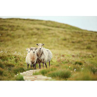 Gracie Oaks Sheep In Norway by - Print