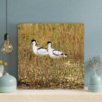 Latitude Run® Pair Of Black And White Birds Among Dry Plants - 1 Piece Rectangle Graphic Art Print On Wrapped Canvas