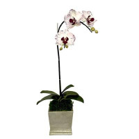 Primrue Orchid Arrangement in Planter