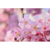 Ebern Designs Japanese Cherry Blossoms by Shubhashish5 - Print