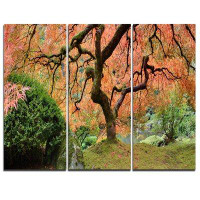 Design Art Old Japanese Maple Tree - 3 Piece Graphic Art on Wrapped Canvas Set