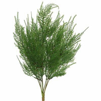 Primrue Green Asparagus Plant
