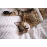 Ebern Designs Relaxed Sleeping Cat
