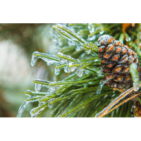 Ebern Designs Pine Cone