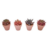 Primrue Pink Succulents In Pinky Pot (Set Of 4)