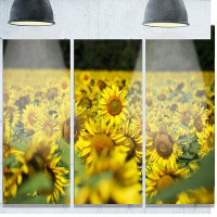 Made in Canada - Design Art 'Bright Yellow Sunflowers Field' 3 Piece Photographic Print on Metal Set