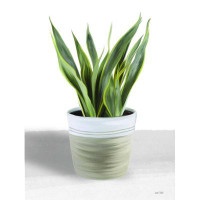 Winston Porter Snake Plant I by House Fenway - Wrapped Canvas Print