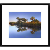 Global Gallery Royal Palms and Reeds along Waterway, Fakahatchee State Preserve, Florida by Tim Fitzharris - Picture Fra