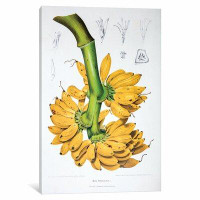 East Urban Home Hoola van Nooten's Flowers, Fruits and Foliage From Java Series 'Musa Paradisiaca (Plantain)' Graphic Ar