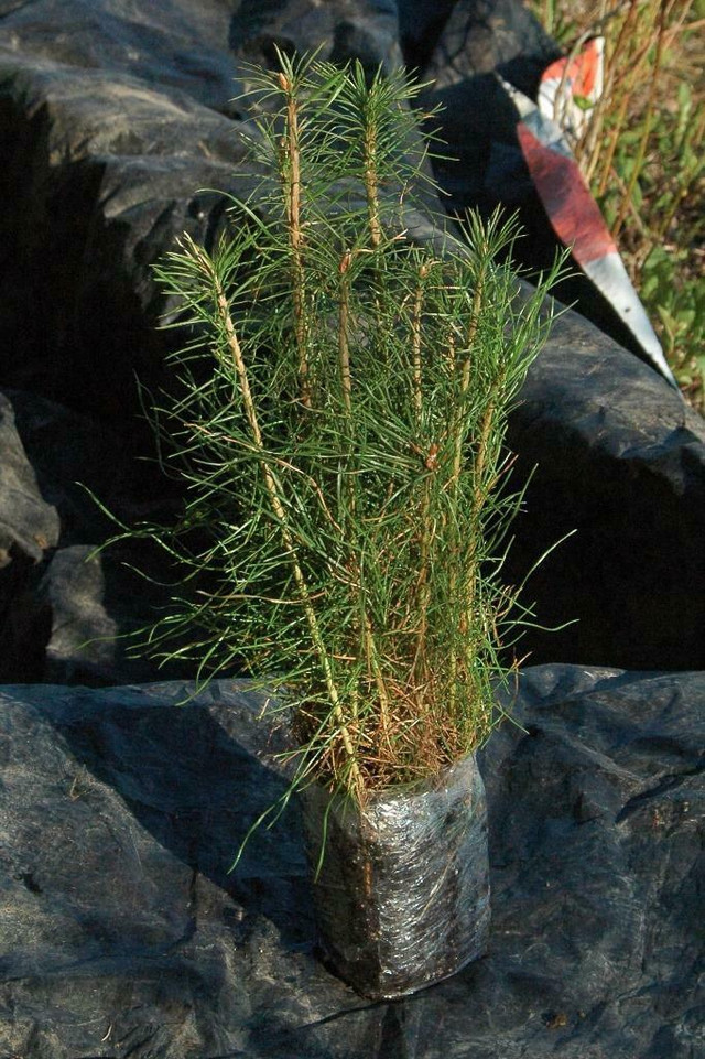 Budget priced trees & shrubs: Spruce, pine, larch, poplar, willow seedlings. Native trees & shrubs  May Delivery. in Plants, Fertilizer & Soil in Alberta - Image 3