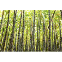 Bay Isle Home™ Stonington Sugarcane Plants At Field by - Print