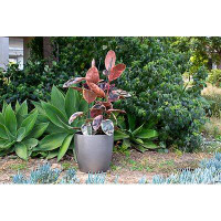Sol 72 Outdoor™ Cogdill Fibreglass Pot Planter