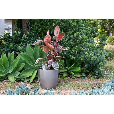 Sol 72 Outdoor™ Cogdill Fibreglass Pot Planter in Patio & Garden Furniture