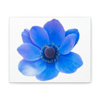 Marick Booster Blue Flower Stretched Canvas