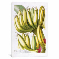 East Urban Home Trew's Plantae Selectae Series 'Musae (Bananas) I' Graphic Art Print on Canvas