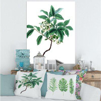 East Urban Home Vintage Green Leaves Plants IV - Traditional Canvas Wall Art Print PT35467