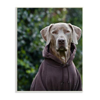 Stupell Industries Labrador Dog Wearing Sweatshirt Hoodie Detailed Photography Wall Plaque Art By Michael Brian