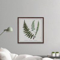 Gracie Oaks Plant Study 2 Indian Ferns - Picture Frame Graphic Art Print
