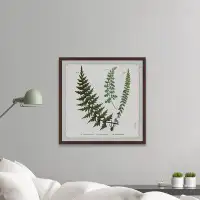Gracie Oaks Plant Study 2 Indian Ferns - Picture Frame Graphic Art Print