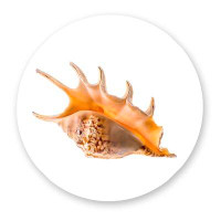 DecorumBY Spider Conch Shell - Photograph
