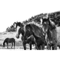 Red Barrel Studio Horses Three