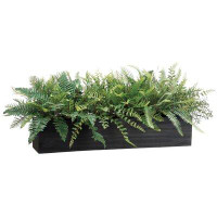 Latitude Run® Mixed Fern Foliage Plant in Planter