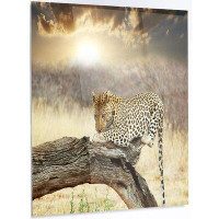 Made in Canada - Design Art 'Leopard Relaxing on Tree' Photographic Print on Metal