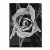 Trademark Fine Art "Black & White Rose" by Patty Tuggle Framed Painting Print on Wrapped Canvas