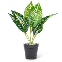 Primrue Medium Leaf Plant
