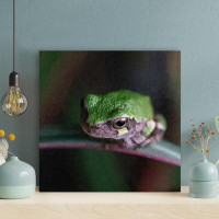 Ebern Designs Green Frog On Green Plant 1 - 1 Piece Square Graphic Art Print On Wrapped Canvas