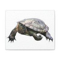 Bay Isle Home™ Turtle Stretched Canvas