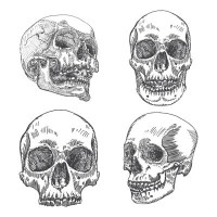 The Holiday Aisle® Anatomic Skulls