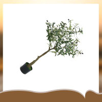 Primrue Artificial Olive Tree 3.8Ft (46In) Tall Fake Potted Olive Silk Tree Natural Faux Plants Tree